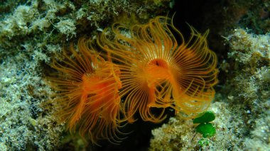 Polychaeta Pürüzsüz tüp solucanı veya kırmızı benekli at nalı (Protula tubularia) deniz altı, Ege Denizi, Yunanistan, Halkidiki, Pirgos plajı