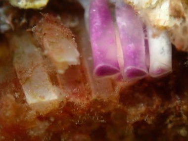 Güneyli istiridye matkabı (Stramonita hemastoma), Ege Denizi, Yunanistan, Halkidiki, Kakoudia plajı, yakın plan deniz altı yumurta ve embriyolarının kapsülleştirilmesi