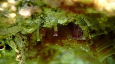 Encapsulation of eggs and embryos by Southern oyster drill or Redmouthed rocksnail (Stramonita haemastoma) close-up undersea, Aegean Sea, Greece, Halkidiki, Kakoudia beach clipart