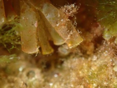 Güneyli istiridye matkabı (Stramonita hemastoma), Ege Denizi, Yunanistan, Halkidiki, Kakoudia plajı, yakın plan deniz altı yumurta ve embriyolarının kapsülleştirilmesi