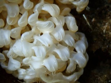 Deniz salyangozu yumurtaları boyalı mureks (Hexaplex trunculus) aşırı yakın plan sualtı, Ege Denizi, Yunanistan, Halkidiki, Pirgos plajı