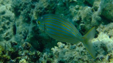 Deniz altı, Ege Denizi, Yunanistan, Halkidiki, Pirgos plajı Salema porgy veya rüya balığı (Sarpa salpa)