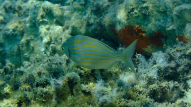 Salema porgy or dreamfish (Sarpa salpa) undersea, Aegean Sea, Greece, Halkidiki, Pirgos beach clipart