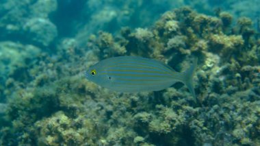 Salema porgy or dreamfish (Sarpa salpa) undersea, Aegean Sea, Greece, Halkidiki, Pirgos beach clipart