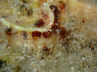 Solucan kabuğu veya solucan salyangozu (Dendropoma cf. cristatum var.) Deniz altı, Ege Denizi, Yunanistan, Halkidiki, Pirgos plajı