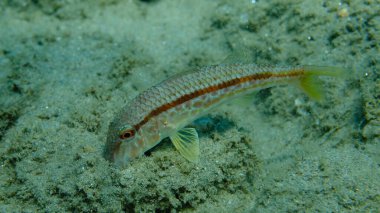 Deniz altı, Ege Denizi, Yunanistan, Halkidiki, Pirgos Sahili, çizgili kırmızı yelesi (Mullus surmuletus)