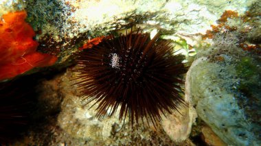 Mor deniz kestanesi (Paracentrotus lividus) deniz altı, Ege Denizi, Yunanistan, Halkidiki, Pirgos Sahili
