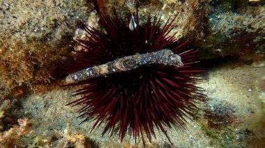 Mor deniz kestanesi (Paracentrotus lividus) deniz altı, Ege Denizi, Yunanistan, Halkidiki, Pirgos Sahili