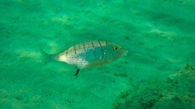 Deniz altı, Ege Denizi, Yunanistan, Halkidiki, Pirgos plajı ve balık parazitleri içeren kum steenbraları (lithognathus mormyrus)