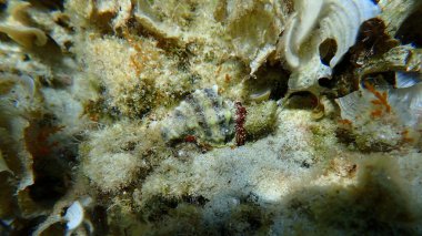 Trunculus murex, bant murex, bant boyalı murex (Hexaplex trunculus) deniz altı, Ege Denizi, Yunanistan, Halkidiki, Afytos plajı