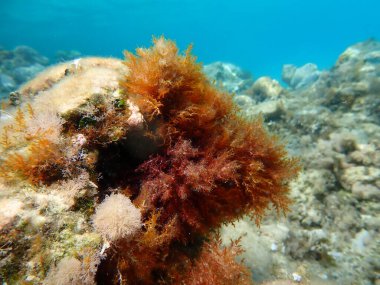 Red algae Laurencia obtusa undersea, Aegean Sea, Greece, Halkidiki, Afytos beach clipart