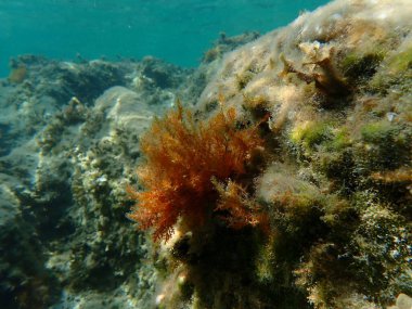 Kızıl algler Laurencia obtusa, Ege Denizi, Yunanistan, Halkidiki, Afytos Sahili