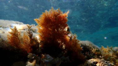 Kızıl algler Laurencia obtusa, Ege Denizi, Yunanistan, Halkidiki, Afytos Sahili