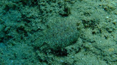 Geniş gözlü dil balığı (Bothus podas) denizaltı, Ege Denizi, Yunanistan, Halkidiki, Pirgos plajı