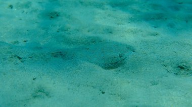 Geniş gözlü dil balığı (Bothus podas) denizaltı, Ege Denizi, Yunanistan, Halkidiki, Pirgos plajı