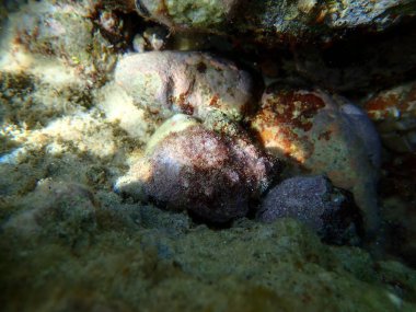 Southern oyster drill or Redmouthed rocksnail (Stramonita haemastoma) undersea, Aegean Sea, Greece, Halkidiki, Afytos beach clipart