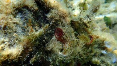 Dev solucan kabuğu (Thylacode arenarius) denizaltı, Ege Denizi, Yunanistan, Halkidiki, Afytos Sahili