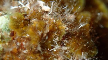 Thalloid kahverengi algler Lobophora çeşitlemesi aşırı yakın çekim sualtı, Ege Denizi, Yunanistan, Halkidiki, Pirgos plajı