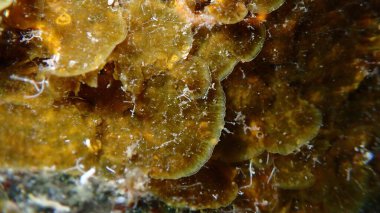 Thalloid kahverengi algler Lobophora çeşitlemesi aşırı yakın çekim sualtı, Ege Denizi, Yunanistan, Halkidiki, Pirgos plajı