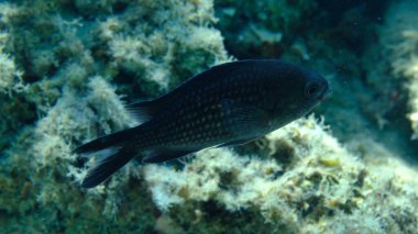 Denizaltı, Ege Denizi, Yunanistan, Halkidiki, Pirgos Sahili