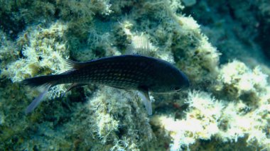 Denizaltı, Ege Denizi, Yunanistan, Halkidiki, Pirgos Sahili