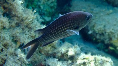 Damselfish or Mediterranean chromis (Chromis chromis) undersea, Aegean Sea, Greece, Halkidiki, Pirgos beach clipart