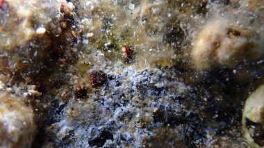 Solucan salyangozu veya solucan kabuğu Vermetidae (Tür tanımlaması imkansız: tilacode cf. arenarius var.) Deniz altı, Ege Denizi, Yunanistan, Halkidikii, Pirgos plajı