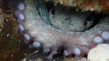 Ortak ahtapot (Octopus vulgaris) denizaltı, Ege Denizi, Yunanistan, Halkidiki, Pirgos plajı
