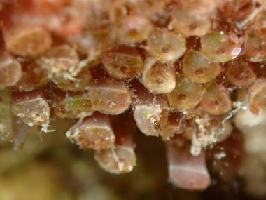 Güneyli istiridye matkabı (Stramonita hemastoma), Ege Denizi, Yunanistan, Halkidiki, Kakoudia plajı, deniz altı aşırı yakın çekim