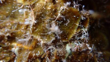 Ponto-Hazar tatlı su hidroidi veya tatlı su hidroidi (Cordylophora caspia) aşırı yakın çekim sualtı, Ege Denizi, Yunanistan, Halkidiki, Pirgos plajı