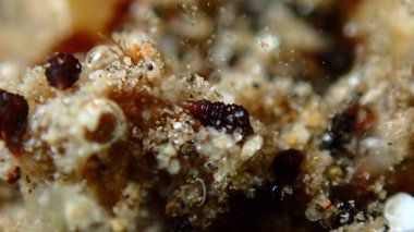 Çok küçük deniz salyangozu Cerithiopsis cf. Aşırı yakın deniz altı, Ege Denizi, Yunanistan, Halkidiki, Pirgos plajı