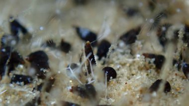 Çok küçük deniz salyangozu Cerithiopsis cf. ve hidroid (türlerin tanımlanması imkansız) aşırı yakın çekim sualtı, Ege Denizi, Yunanistan, Halkidiki, Pirgos plajı