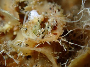 Kızıl yosun Radicilingua tisanorhizan ve hidroid (türlerin tanımlanması imkansız) aşırı yakın çekim sualtı, Ege Denizi, Yunanistan, Halkidiki, Pirgos plajı