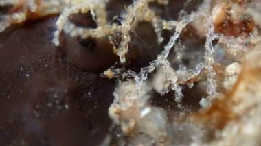 Bryozoa veya yosun hayvanı (tür tanımlaması imkansız) aşırı yakın çekim sualtı, Ege Denizi, Yunanistan, Halkidiki, Pirgos plajı