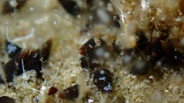 Hidroid (türlerin kimlik tespiti imkansız) aşırı yakın deniz altı, Ege Denizi, Yunanistan, Halkidiki, Pirgos plajı