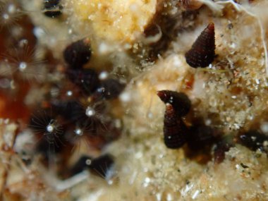 Hidroid (türlerin kimlik tespiti imkansız) aşırı yakın deniz altı, Ege Denizi, Yunanistan, Halkidiki, Pirgos plajı