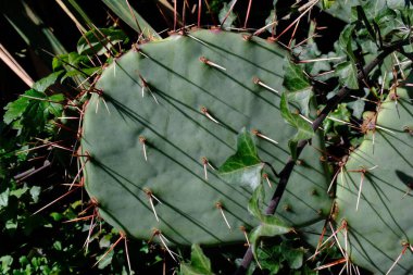 Armut dikenli kaktüs (Opuntia sp.) Hayır, yakın plan.