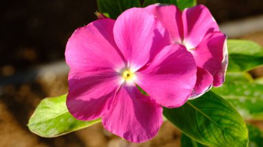Pembe menekşe, pembe menekşe ya da parlak gözler (Catharanthus gülü) bulanık arkaplanda yakın plan başı