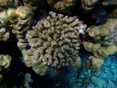 Rasp mercanı veya karnabahar mercanı, tokmak boynuzlu mercan (Pocillopora verrucosa) deniz altı, Kızıl Deniz, Mısır, Sharm El Sheikh, Montazah Körfezi