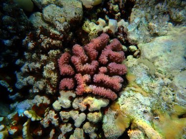 Rasp mercanı veya karnabahar mercanı, tokmak boynuzlu mercan (Pocillopora verrucosa) deniz altı, Kızıl Deniz, Mısır, Sharm El Sheikh, Montazah Körfezi