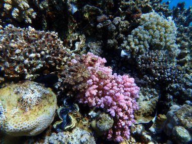 Rasp mercanı veya karnabahar mercanı, tokmak boynuzlu mercan (Pocillopora verrucosa) deniz altı, Kızıl Deniz, Mısır, Sharm El Sheikh, Montazah Körfezi