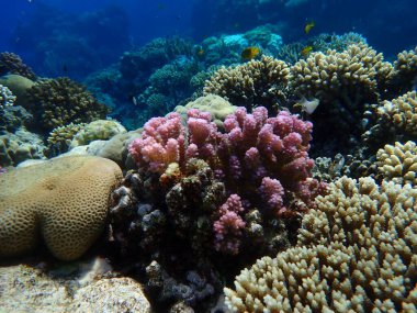 Rasp mercanı veya karnabahar mercanı, tokmak boynuzlu mercan (Pocillopora verrucosa) deniz altı, Kızıl Deniz, Mısır, Sharm El Sheikh, Montazah Körfezi