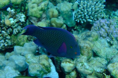 Dusky papağan balığı (Scarus niger) denizaltı, Kızıl Deniz, Mısır, Sharm El Sheikh, Montazah Körfezi