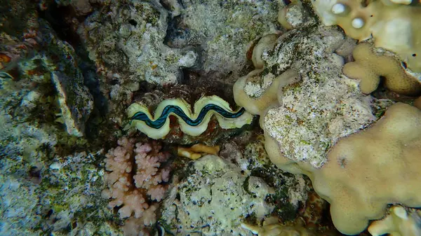 Büyük deniz tarağı (Tridacna maxima) denizaltı, Kızıl Deniz, Mısır, Sharm El Sheikh, Montazah Körfezi