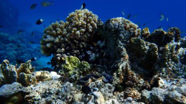 Deniz altı mercan resifi manzarası, Kızıl Deniz, Mısır, Sharm El Sheikh, Montazah Körfezi