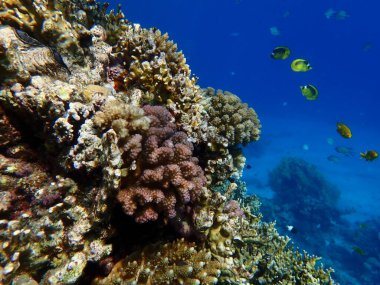 Deniz altı mercan resifi manzarası, Kızıl Deniz, Mısır, Sharm El Sheikh, Montazah Körfezi