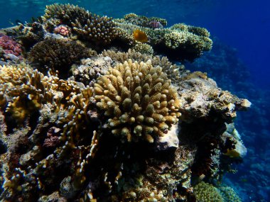 Deniz altı mercan resifi manzarası, Kızıl Deniz, Mısır, Sharm El Sheikh, Montazah Körfezi