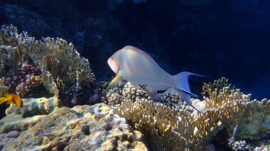 Candelamoa parrotfish or longnose parrotfish (Hipposcarus harid) undersea, Red Sea, Egypt, Sharm El Sheikh, Montazah Bay clipart