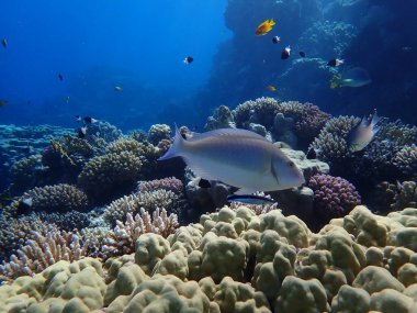 Candelamoa parrotfish or longnose parrotfish (Hipposcarus harid) undersea, Red Sea, Egypt, Sharm El Sheikh, Montazah Bay clipart