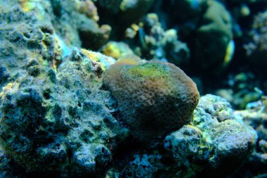 Knob mercanı (Goniastrea stelligera) denizaltı, Kızıl Deniz, Mısır, Sharm El Sheikh, Montazah Körfezi